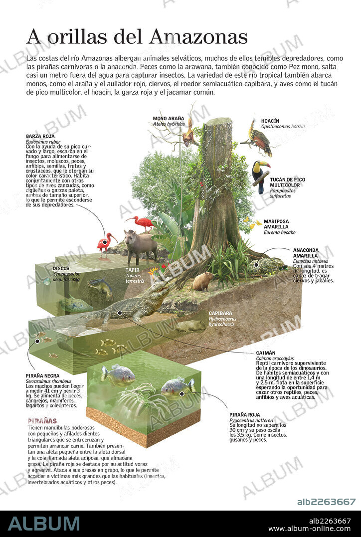 A orillas del Amazonas. Infografía sobre la diversidad de vida en el Amazonas: mamíferos, aves, insectos, roedores, peces….