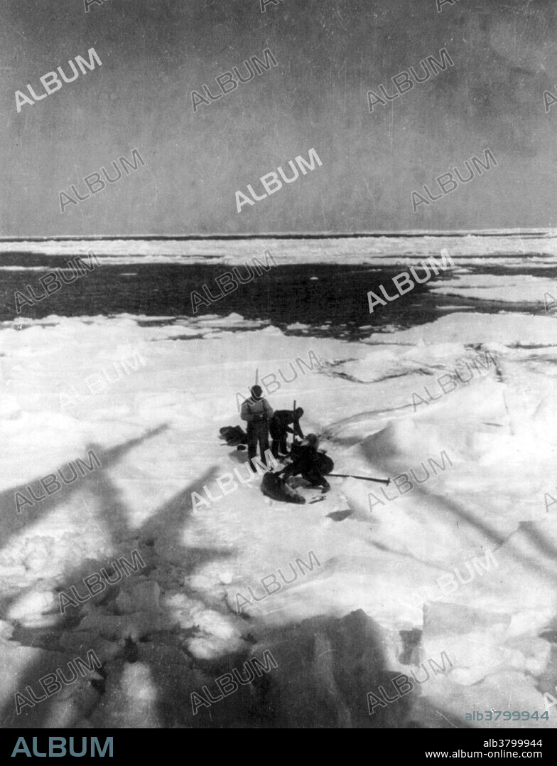 Members of the expedition capturing seals. The first expedition to reach the geographic South Pole was led by the Norwegian explorer Roald Amundsen. He and four others arrived at the pole on December 14, 1911, five weeks ahead of a British party led by Robert Falcon Scott's Terra Nova Expedition. Amundsen and his team returned safely to their base, and later learned that Scott and his four companions had died on their return journey. Roald Engelbregt Gravning Amundsen (July 16, 1872 - June 18, 1928) was a Norwegian explorer of polar regions. He led the Antarctic expedition (1910-12) to discover the South Pole in December 1911 and was the first expedition leader to reach the North Pole in 1926. Amundsen disappeared in 1928 while on a rescue mission. It is believed that the plane crashed in fog in the Barents Sea, and that he was killed in the crash, or died shortly afterwards. His body was never found.