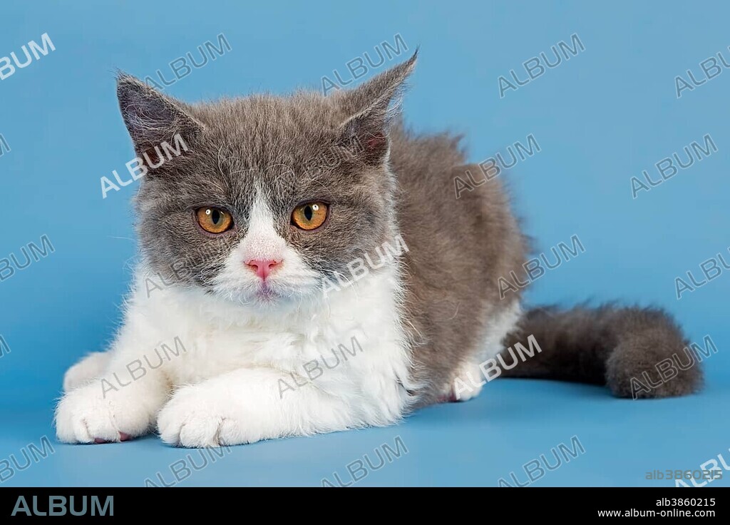 Breed Selkirk Rex Kitten, 10 weeks old, color blue white