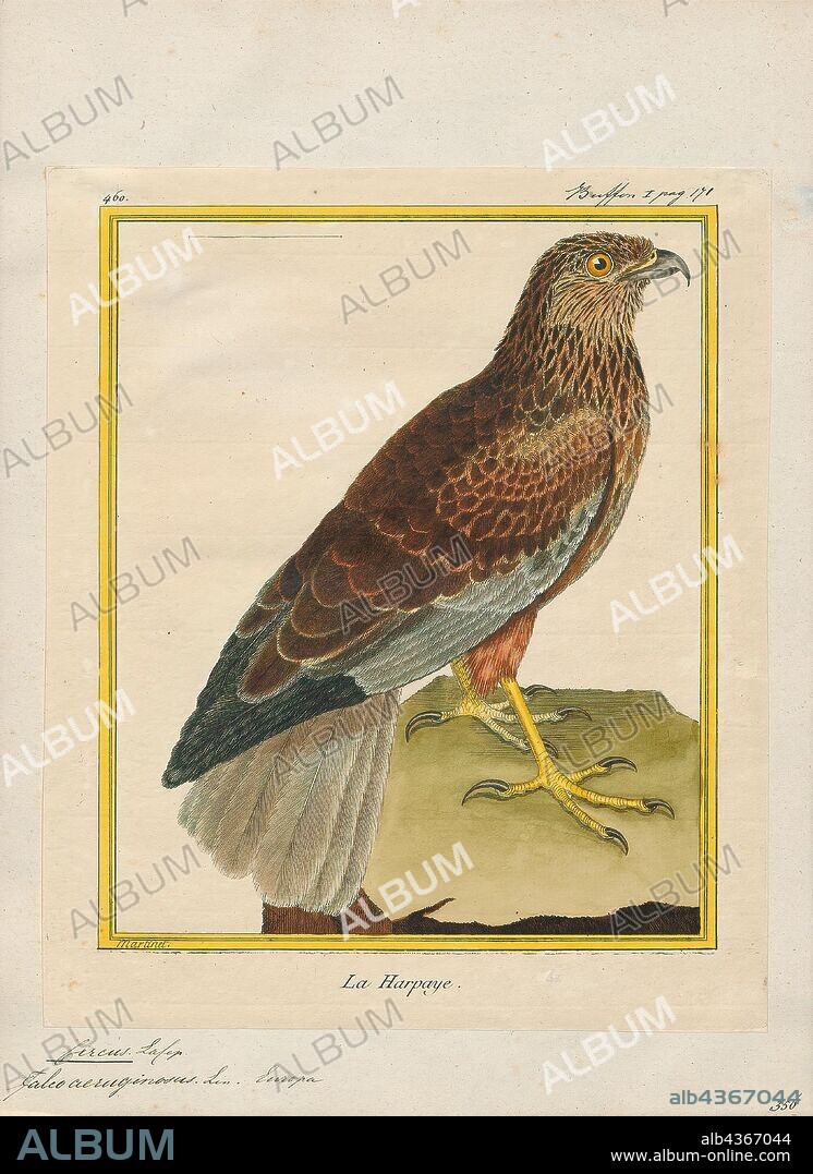 Circus aeruginosus, Print, The western marsh harrier (Circus aeruginosus) is a large harrier, a bird of prey from temperate and subtropical western Eurasia and adjacent Africa. It is also known as the Eurasian marsh harrier. The genus name Circus is derived from the Ancient Greek kirkos, referring to a bird of prey named for its circling flight (kirkos, "circle"), probably the hen harrier. The specific aeruginosus is Latin for "rusty"., 1700-1880.