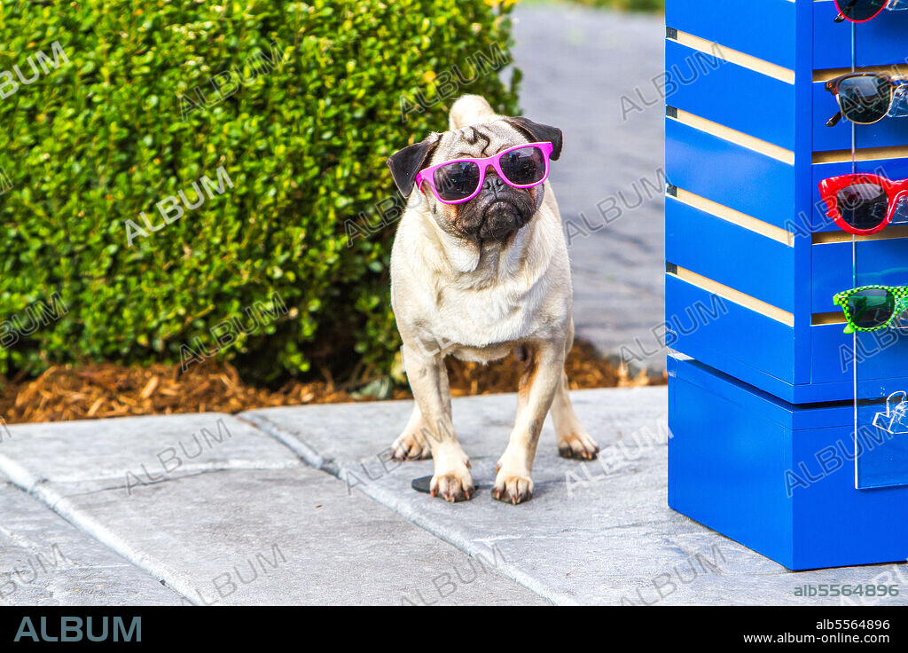 SUPERAGENTE CANINO, 2018 (SHOW DOGS), dirigida por RAJA GOSNELL. Copyright Open Road Films/Riverstone Pictures.