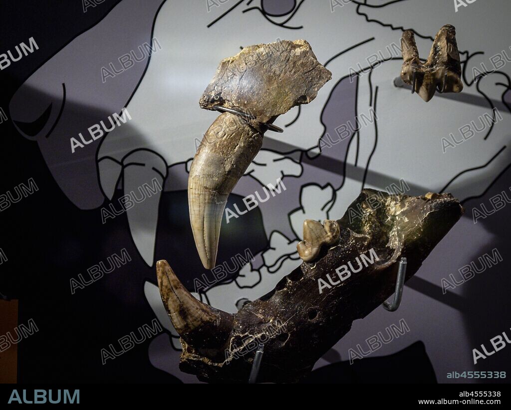 mandibula, león de las cavernas , Panthera leo spelaea , Pleistoceno, Santa Isabel de Ranero, Karrantza, Arkeologi Museoa, museo aqueologico, Bilbao, Bizkaia, Pais Vasco, Spain.