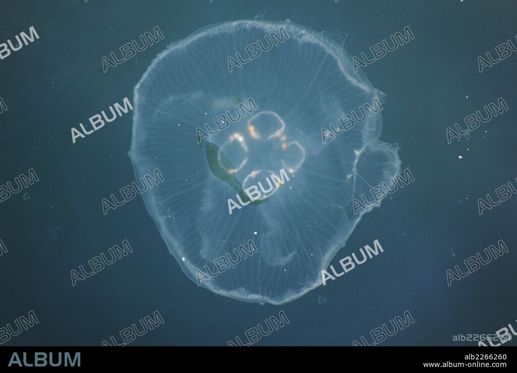 MEDUSA DE LAGUNA (Mastigias sp.). Invertebrado marino, perteneciente al grupo de los cnidarios. Detalle medusa en el Estrecho del Bósforo. Estambul. Turquía.