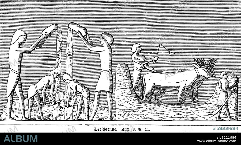 Threshing Harrow, Agriculture, Grain, Threshing, Workers, Draft Animals, Field, Grain, Angels, Revelation, City of Ophrah, Gideon, Oak, Joash, Wheat, Terebinth, Bible, Old Testament, Book of Judges, Chapter 6, Verse 11, Historical Illustration circa 1850, Middle East.