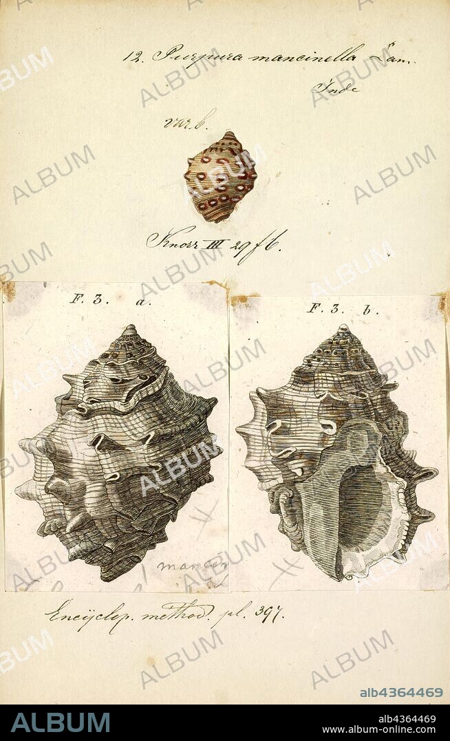 Purpura mancinella, Print, Thais (Mancinella) alouina, common name : the Alou rock shell, is a species of sea snail, a marine gastropod mollusk in the family Muricidae, the murex snails or rock snails.