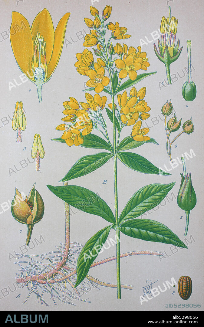 Lysimachia vulgaris, yellow loosestrife or garden loosestrife, flowering plants in the family Primulaceae  /  Gewöhnlicher Gilbweiderich, Lysimachia vulgaris, Rispen-Gilbweiderich, Gewöhnlicher Felberich, Pflanzenart aus der Gattung Gilbweiderich, Digital improved reproduction of an original print from the 19th century / digitale Reproduktion von einer Originalvorlage aus dem 19. Jahrhundert.