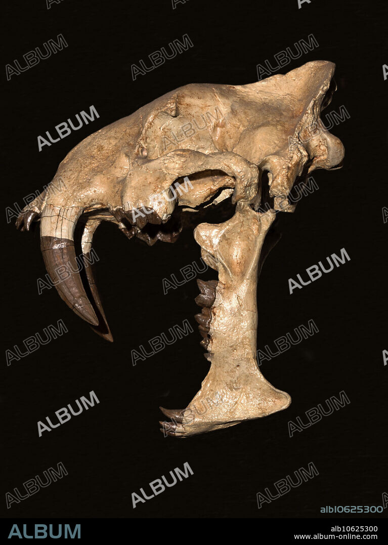 Sabertooth cat skull (Smilodon fatalis), Museum of Ancient Life, Lehi, Utah, USA.