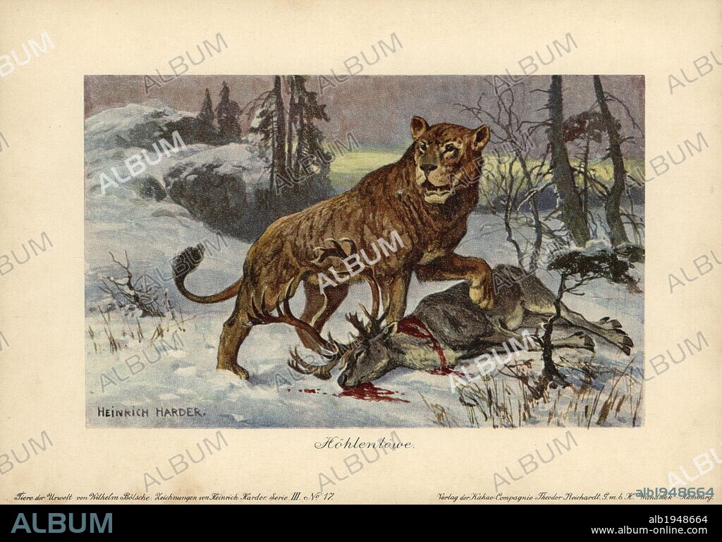 European cave lion, Panthera leo spenaea, extinct subspecies of lion. Colour printed (chromolithograph) illustration by Heinrich Harder from "Tiere der Urwelt" Animals of the Prehistoric World, 1916, Hamburg. Heinrich Harder (1858-1935) was a German landscape artist and book illustrator. From a series of prehistoric creature cards published by the Reichardt Cocoa company. Natural historian Wilhelm Bolsche wrote the descriptive text.