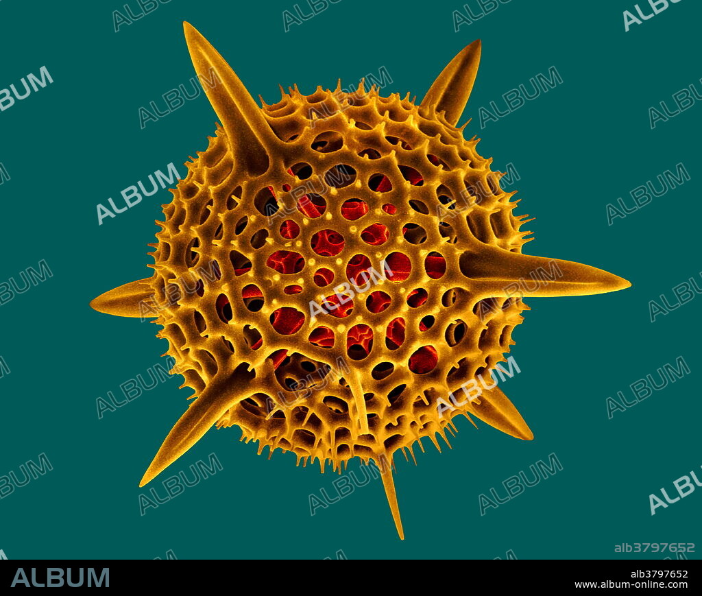 Radiolarian. Coloured scanning electron micrograph (SEM) of the shell of a radiolarian. Radiolaria are single-celled protozoans that are found in marine plankton. It has a spherical silicate skeleton with pores through which pseudopodia (false feet, not seen) of protoplasm project. As the animal floats in ocean currents the pseudopodia trap food particles on which the radiolarian feeds. This specimen was collected in the Ross Sea, Antarctica. Magnification: x2650 when printed 10cm wide.