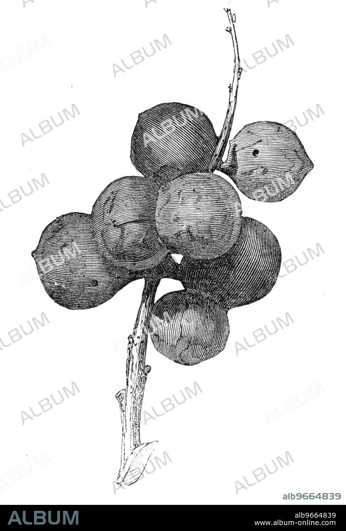 Gall-nuts upon oak trees in Devon, 1857. 'Much attention has been drawn to the oak-trees in Devonshire during the last three or four years. They have suddenly appeared studded with gall-nuts, in numbers so abundant as nearly to equal the leaves...I am not aware whether this gall-nut is equal in its astringent qualities to the gall-nuts imported [from which ink is made], or whether it might become a useful article of commerce; but in some districts it is so plentiful that almost any amount might be collected at a cheap rate'. From "Illustrated London News", 1857.