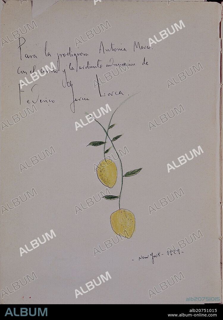 FEDERICO GARCÍA LORCA. DIBUJO - RAMA DE LIMONERO DEDICADA A ANTONIA MERCE (1929)- LITERATURA ESPAÑOLA - GENERACION DEL 27.