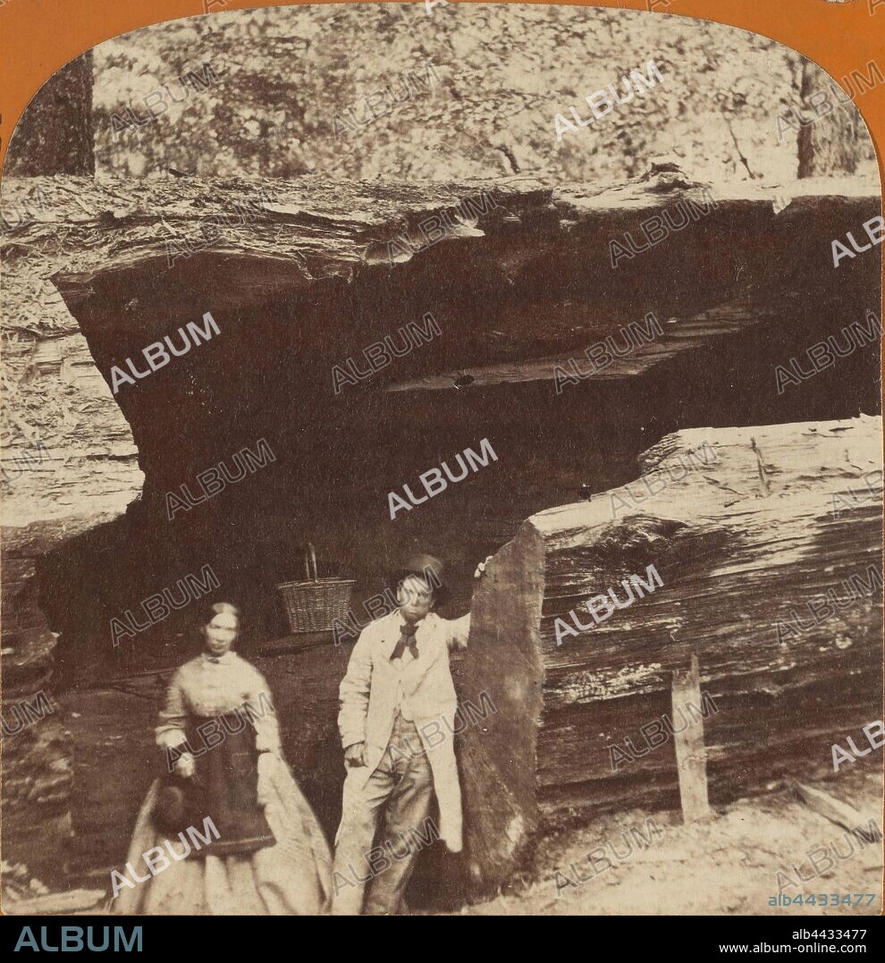 Father of the Forest - 112 feet circumference - Entrance to the Horseback Ride, Mammoth Grove., Thomas Houseworth & Company, about 1872, Albumen silver print.