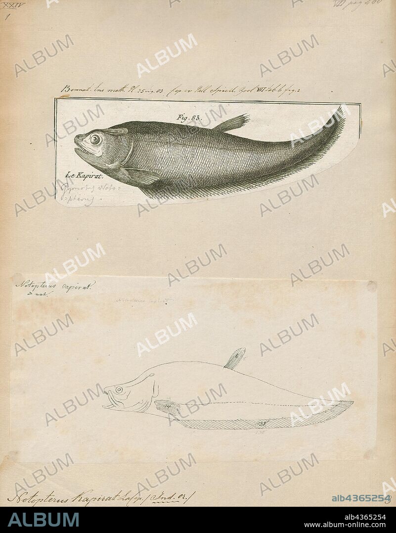 Notopterus kapirat, Print, The bronze featherback is a fish in family Notopteridae found in South and Southeast Asia. Although primarily found in fresh water, it has been known to enter brackish water.At present it is the only member of its genus, but as currently defined it is likely a species complex., 1700-1880.