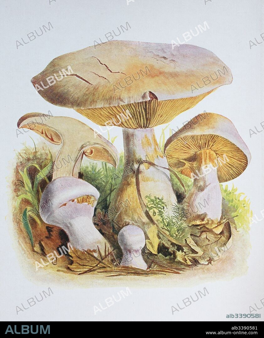 Cortinarius traganus, also known as the gassy webcap, is a basidiomycete mushroom of the genus Cortinarius, digital reproduction of an ilustration of Emil Doerstling (1859-1940).