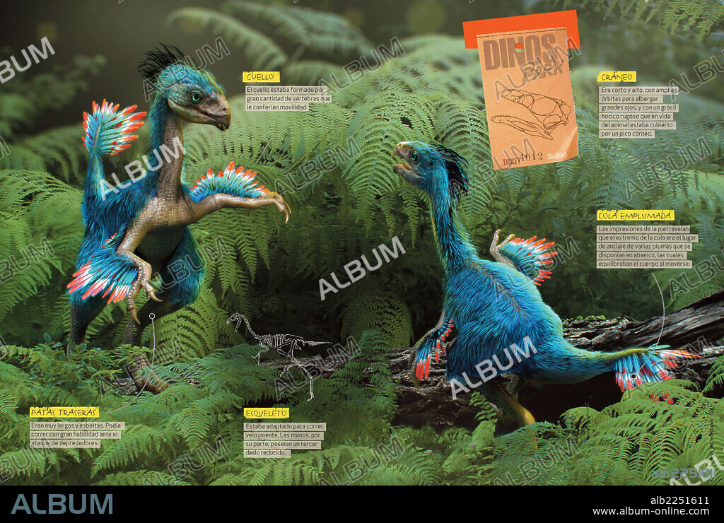Cómo era el Caudipteryx. Infografía sobre las características anatómicas del Caudipteryx, terópodo aviario del Cretácico de la era Mesozoica.