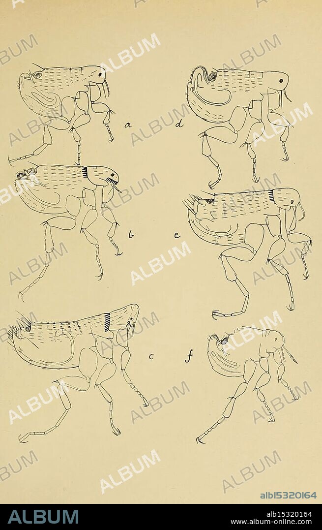 Indian insect life, Calcutta, Thacker, Spink & Co, W. Thacker & Co, 2 Creed Lane, London, 1909, India, insects, Arthropoda, pictorial, cloth bindings, binding, RBBIN, arthropod, This illustration depicts a series of detailed anatomical sketches of various types of fleas. Each labeled figure (a through f) showcases distinct perspectives and features of the fleas, highlighting their segmented bodies, legs, and specialized mouthparts adapted for feeding. The varying positions illustrate different postures and movements, emphasizing the unique adaptations that allow fleas to thrive as ectoparasites. The meticulous line work provides clarity to the structural complexity and biological function of these insects.