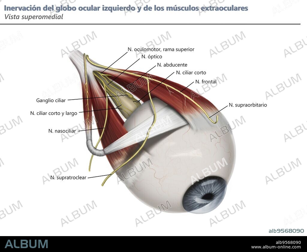 Left supramedial eye anatomy showing muscle innervation with annotation.