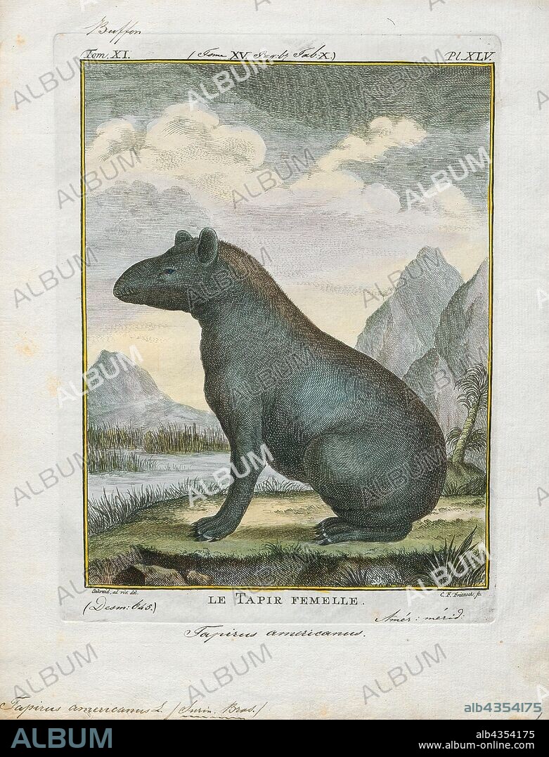 Tapirus americanus, Print, A tapir is a large, herbivorous mammal, similar in shape to a pig, with a short, prehensile nose trunk. Tapirs inhabit jungle and forest regions of South America, Central America, and Southeast Asia. The five extant species of tapirs, all of the family Tapiridae and the genus Tapirus, are the Brazilian tapir, the Malayan tapir, the Baird's tapir, the kabomani tapir and the mountain tapir. The four species that have been evaluated (all except the kabomani) are all classified on the IUCN Red List as Endangered or Vulnerable. The tapirs have a number of extinct relatives in the superfamily Tapiroidea. The closest extant relatives of the tapirs are the other odd-toed ungulates, which include horses, donkeys, zebras and rhinoceroses., 1700-1880.