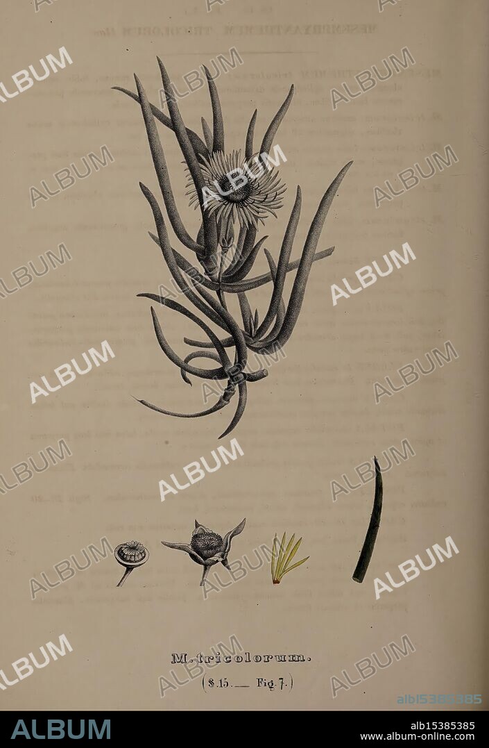 Monographia, Generum, Aloes, Et, Mesembryanthemi, Bonnae, Maximilianvm Cohen, 1836-1863, Aloe, Mesembryanthemum, The illustration depicts a detailed study of a botanical specimen labeled 'M. tricolor.' The central focus is a tall, slender plant with elongated leaves that curve outward, showcasing a unique rosette formation. At the top, a cluster of blossoms is illustrated, revealing intricate petal structures and a prominent center. Below the main plant, different stages of the plant's lifecycle are represented, including a circular seed pod and elongated grass-like leaves. Text in a classical font is visible, indicating the scientific name and part of a description that is partially obscured. The image captures the delicate features and botanical significance of the species, highlighting its diverse characteristics.