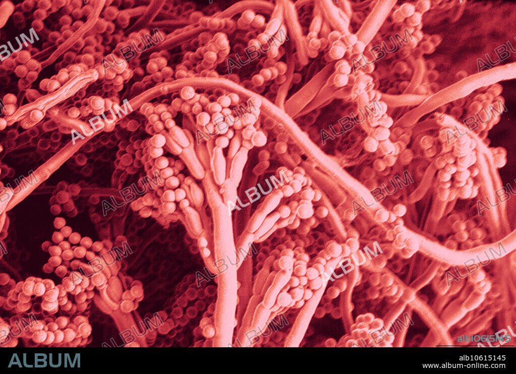 Penicillium Nalgiovense, Fungus, under a microscope (SEM)