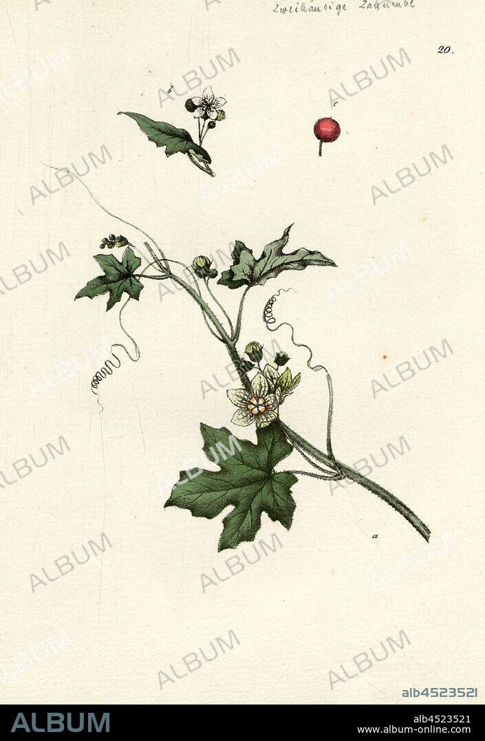 Bryonia Dioica L., Two-rowed turnip, turnip, devil's cherries, etc, Fig. 20, after p. 84, Labram, Jonas David (gezeichnet);, Brodtmann, C. J (lith.), Johannes Hegetschweiler, Jonas David Labram, C. J Brodtmann: Die Giftpflanzen der Schweiz. Zürich: Verlag von Albert Unflad; bei Johannes Esslinger, Praeceptor, [18--].
