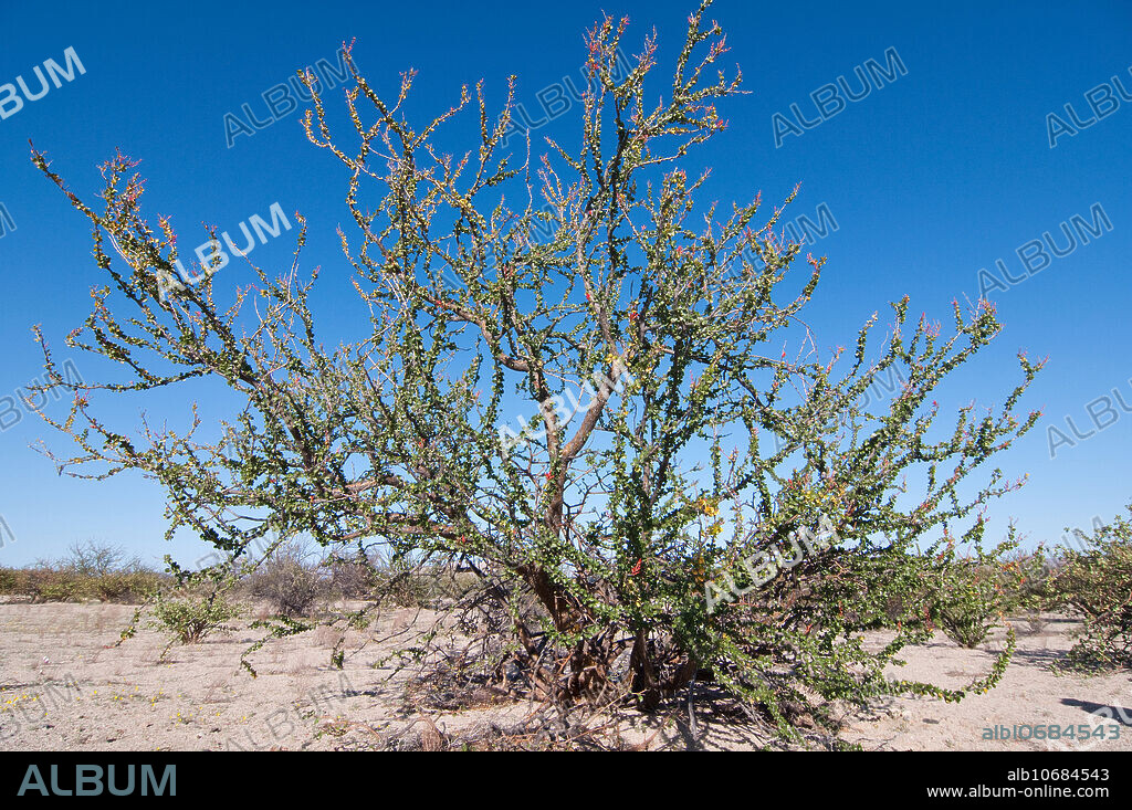 Adam's Tree (Fouquieria diguetii), a member of the ocotillo family (Fouquieriaceae). This is typical scrub vegetation in the Bahia de los Angeles area of eastern Baja, Mexico.