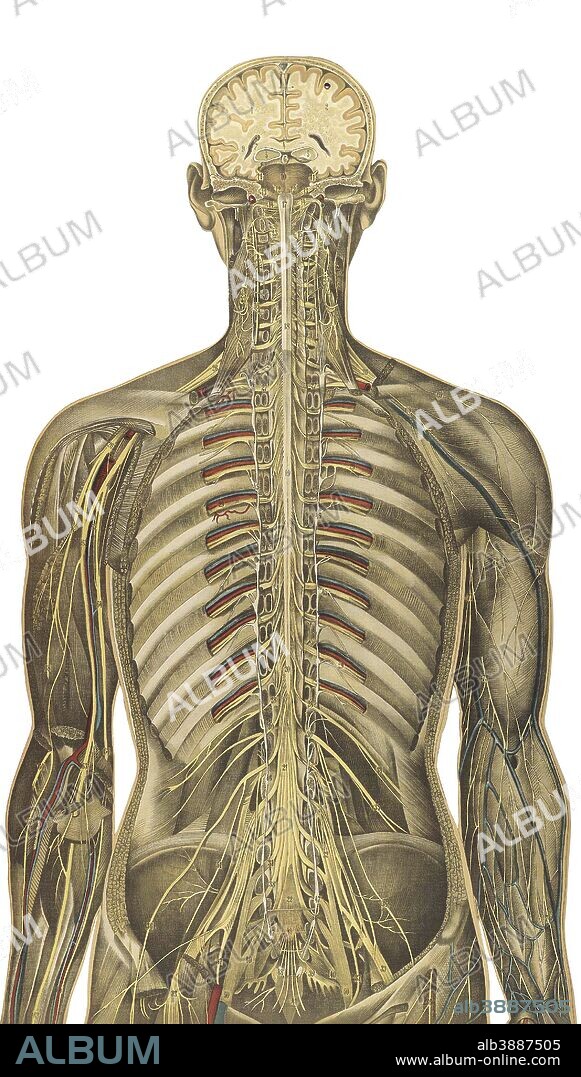 The human body with superimposed colored plates, by Julien Bougle, circa 1899.
