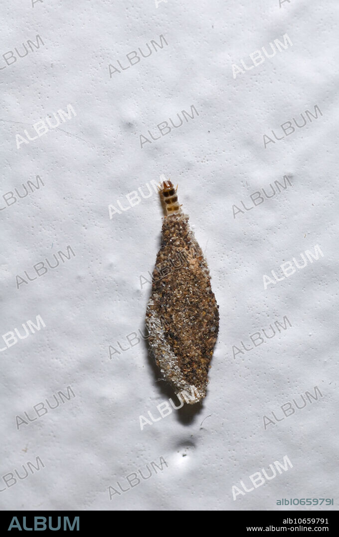 The household casebearer, Phereoeca uterella, is a species of moth belonging to the family Tineidae. It is also known as the plaster bagworm. Silk appears to be the larva's main food source, both from spiders and from discarded cases from the same species. They do not eat cotton but readily eat wool.