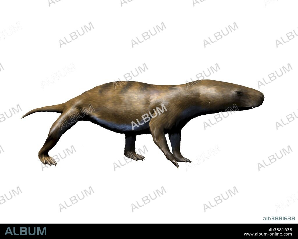 Chiniquodon is a carnivorous therapsid from the Late Triassic period.