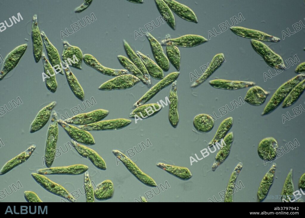 Euglena gracilis (e. gracilis), a freshwater protist that feeds on green algae as a means of making its own food. Mag.= 125x.