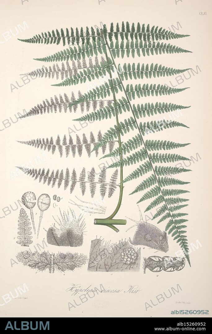 Florae Columbiae, Berolini, Apud Ferdinandi Duemmleri Successores, 1858-69, plants, Colombia, chromolithographs, graphic media, 185869, A detailed botanical illustration showcasing a prominent fern with intricate fronds, labeled as ''Diphyllopsis Densiflora.'' Surrounding the central fern, smaller illustrations depict various botanical elements, including spores, needle-like leaves, and detailed plant structures. The overall composition emphasizes the diversity of ferns and their intricate features, blending scientific accuracy with artistic presentation. The layout offers a clear exploration of the fern's morphology, inviting viewers to appreciate the beauty and complexity of plant life.