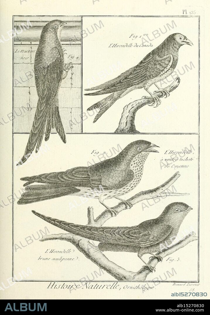 Tableau encyclopédique et méthodique des trois règnes de la nature, A Paris, Chez Mme. veuve Agasse, 1823, birds, pictorial works., This illustration features four detailed depictions of a species of bird, showcasing various angles and positions. The top left panel presents a side view highlighting the bird's elongated body and distinct plumage. Adjacent to it, the top right panel displays a similar bird in a slightly different pose, emphasizing the fine details of its feathers and anatomy. The lower section includes two additional views, with one depicting a bird perched on a branch, allowing for a closer look at its unique characteristics. Each figure is labeled for identification, reflecting the focus on ornithological study and classification.