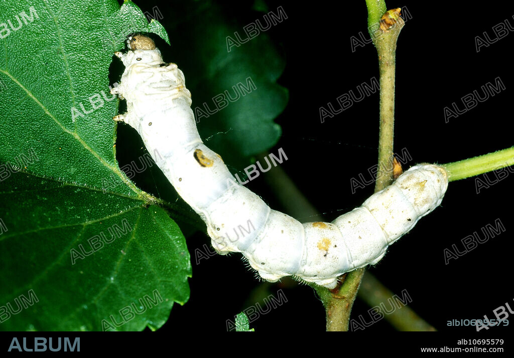 Silk moth (Bombyx mori) larva, raised in captivity, eating a leaf.