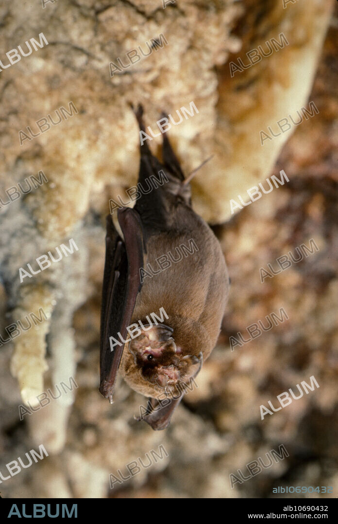 Not to be used in a negative context . A roosting ghost-faced bat (Mormoops megalophylla) in Mexico. This is an insect-eating species that forms large colonies in Latin American caves.