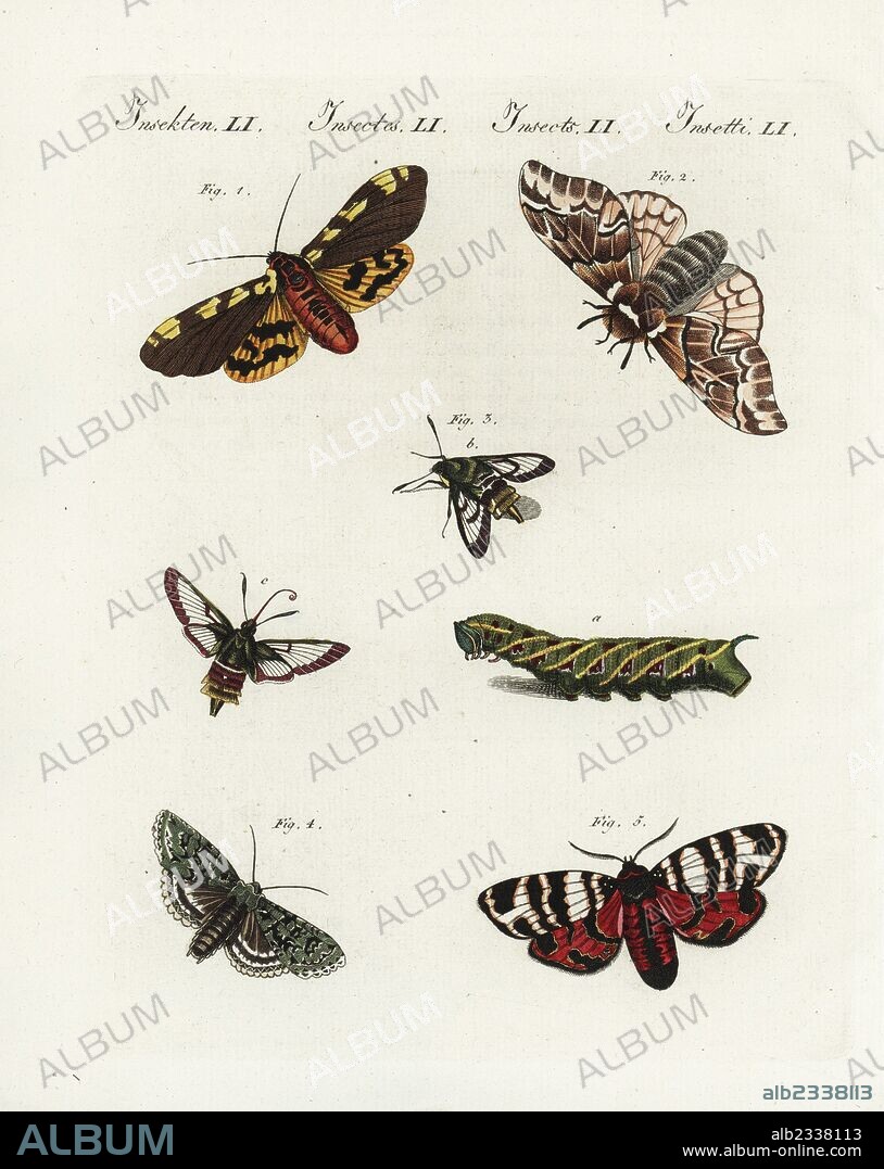 Large tiger moth, Pericallia matronula moth 1, rufous minor, Oligia versicolor 2, broad-bordered bee hawk-moth, Hemaris fuciformis 3bc3c and caterpillar 3a, Diane moth 4, Hebe tiger moth, Eucharia festiva 5. Handcoloured copperplate engraving from Bertuch's "Bilderbuch fur Kinder" (Picture Book for Children), Weimar, 1807. Friedrich Johann Bertuch (1747-1822) was a German publisher and man of arts most famous for his 12-volume encyclopedia for children illustrated with 1,200 engraved plates on natural history, science, costume, mythology, etc., published from 1790-1830.