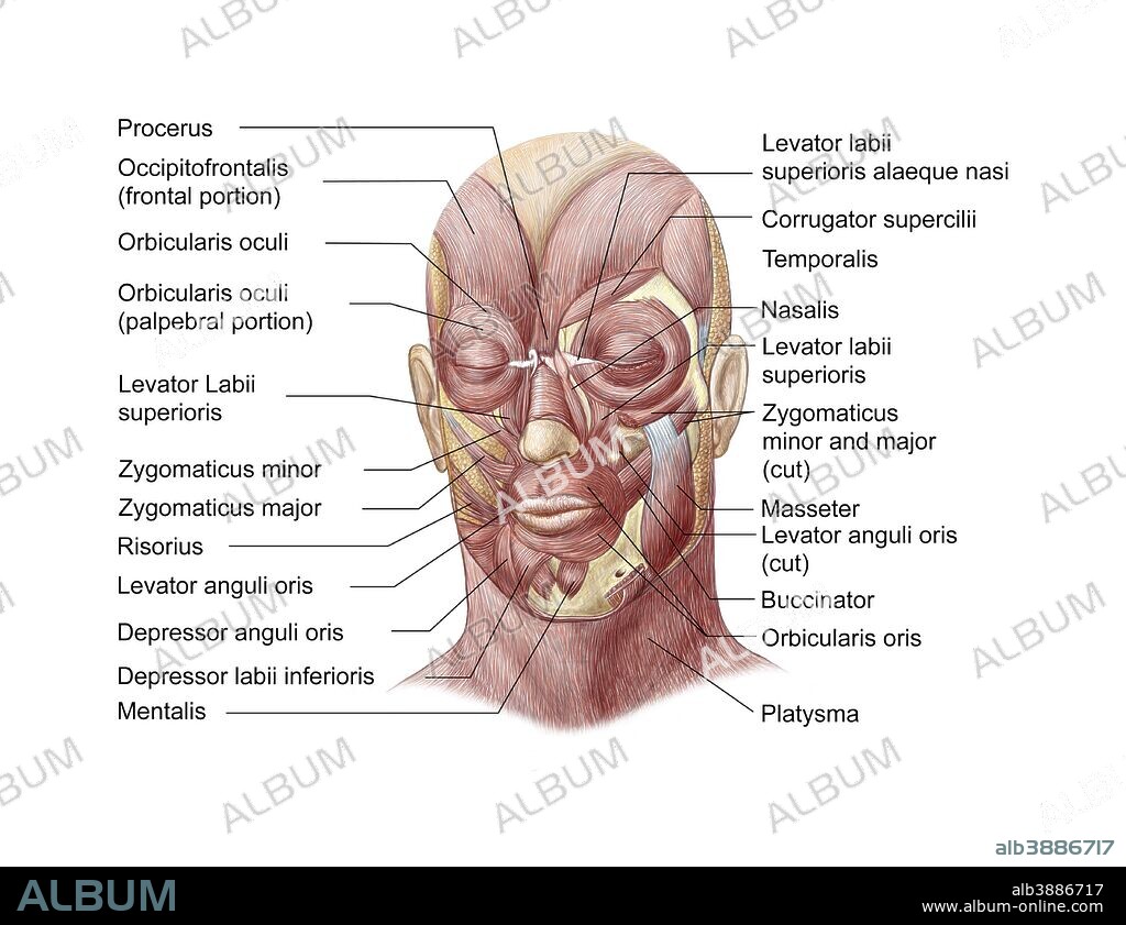 Facial muscles of the human face (with labels).