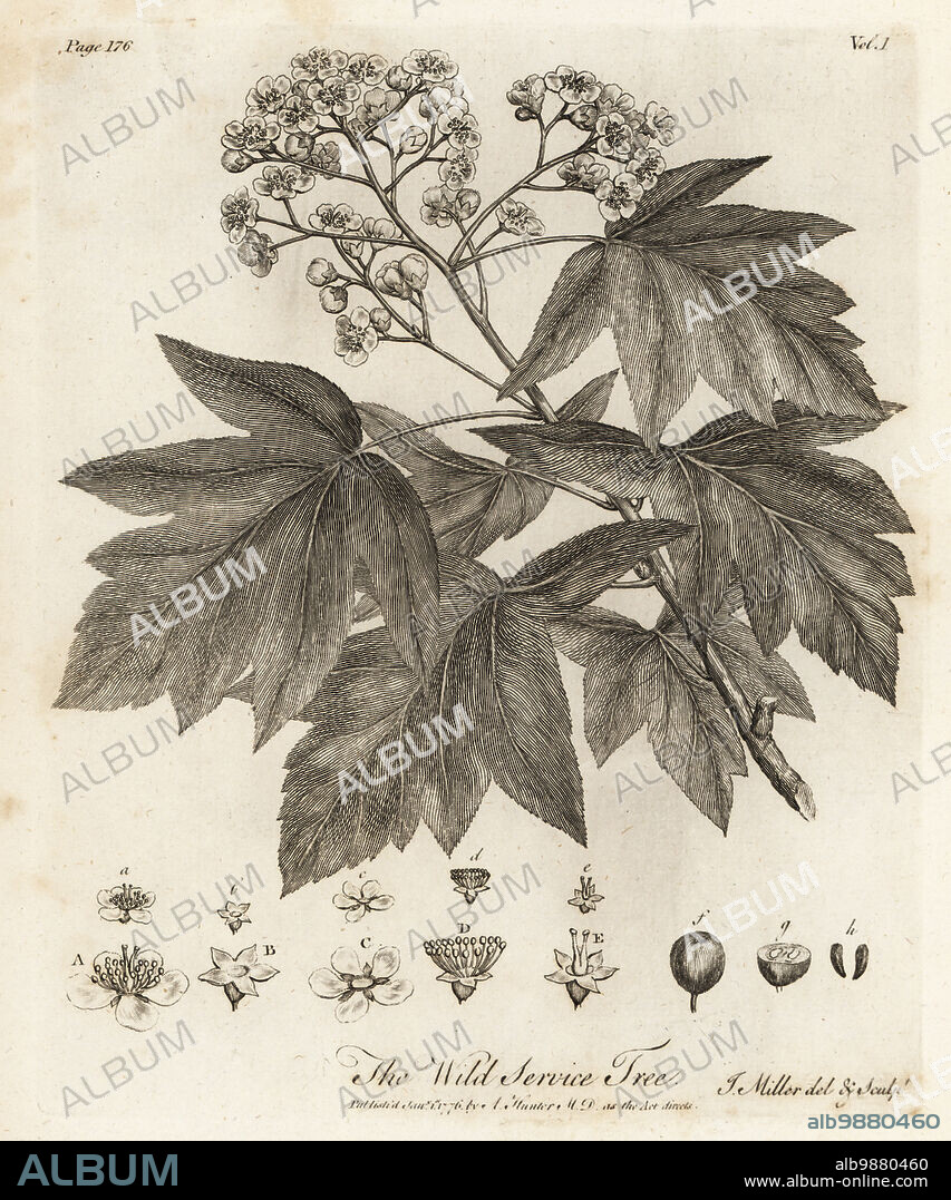 Wild service tree, chequers, and checker tree, Sorbus torminalis. Wild Service Tree, Crataegus torminalis. Copperplate engraving drawn and engraved by John Miller (Johann Sebastian Muller) from John Evelyns Sylva, or A Discourse of Forest Trees and the Propagation of Timer, J. Dodsley, London, 1776.
