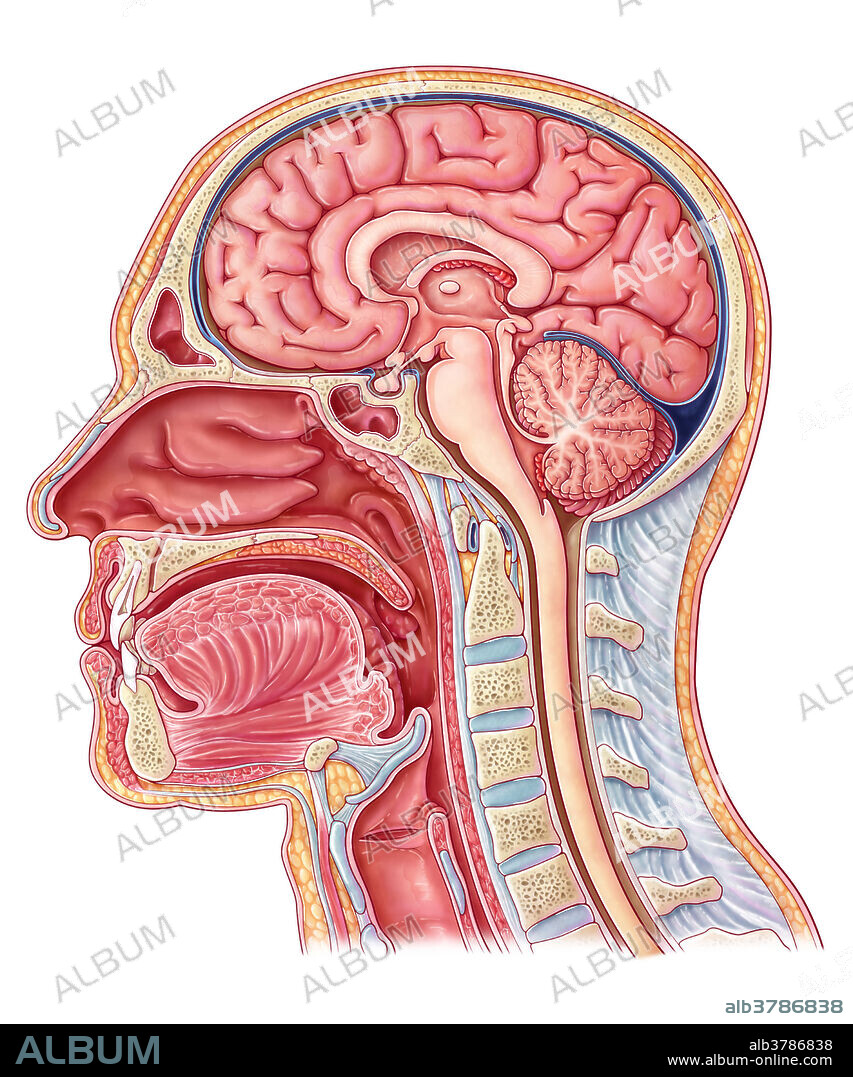 An illustrated cross section of the human head from a left sagittal view.