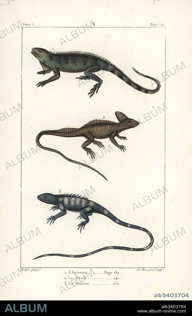 Green iguana, Iguana iguana 1, plumed basilisk, Basiliscus plumifrons 2, and common green forest lizard, Calotes calotes 3. Handcoloured copperplate engraving by Massard after an illustration by Jean-Gabriel Pretre from Bernard Germain de Lacepede's Natural History of Oviparous Quadrupeds, Snakes, Fish and Cetaceans, Eymery, Paris, 1825.