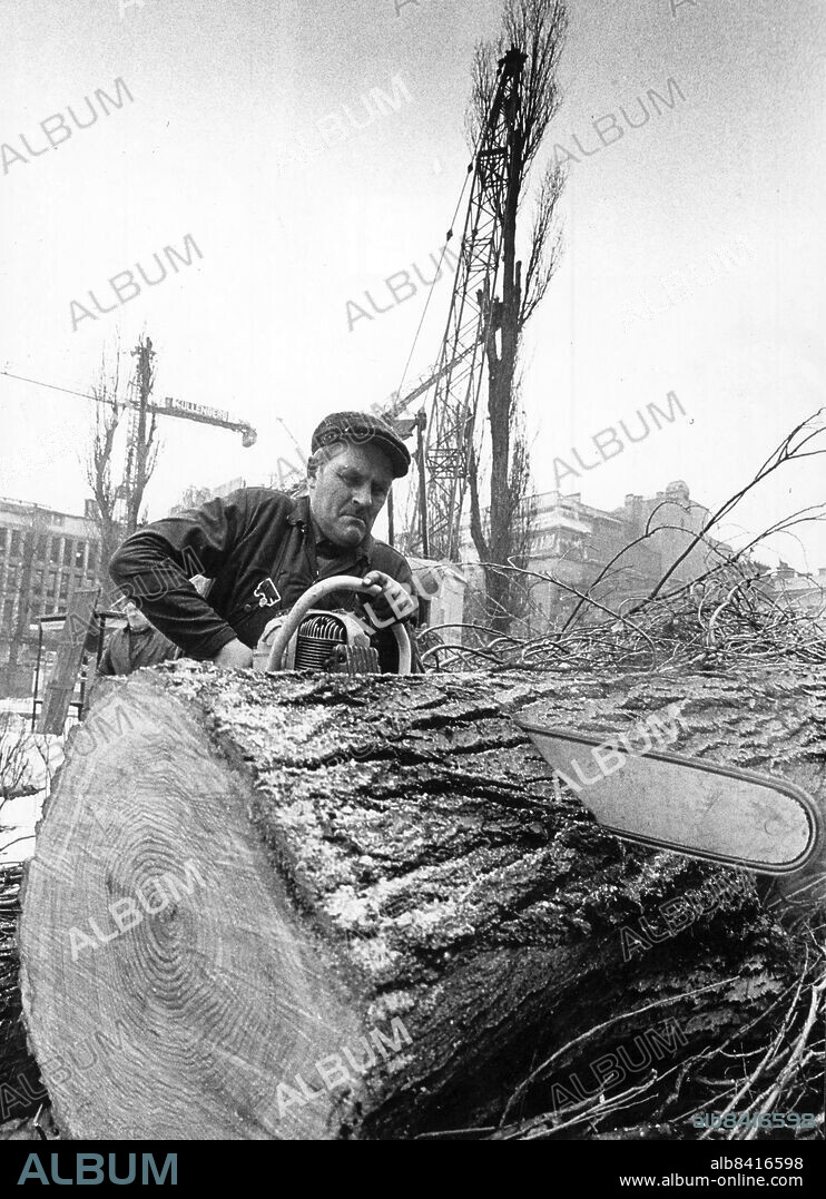 STOCKHOLM 1950-02-05. Hjalmar Lundin från Stockholms parkavdelning styckar popplarna från Kungsträdgården. Stockholmarna gillar inte att man fäller deras kära träd, men den här gången var det nödvändigt.. Foto: Lars Groth / DN / SCANPIX / Kod: 19. ** SvD OUT **.