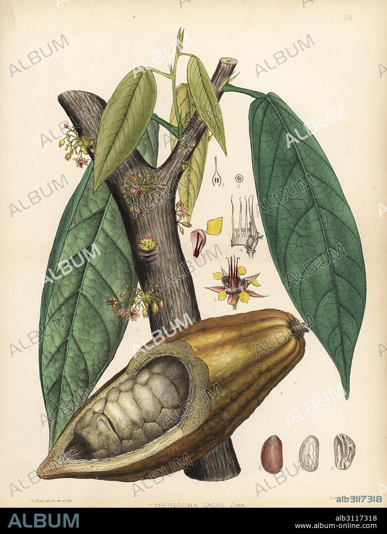 Chocolate or cocoa tree, Theobroma cacao. Handcoloured lithograph by Hanhart after a botanical illustration by David Blair from Robert Bentley and Henry Trimen's Medicinal Plants, London, 1880.