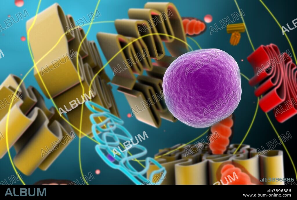 Microscopic view of animal cell nucleus.