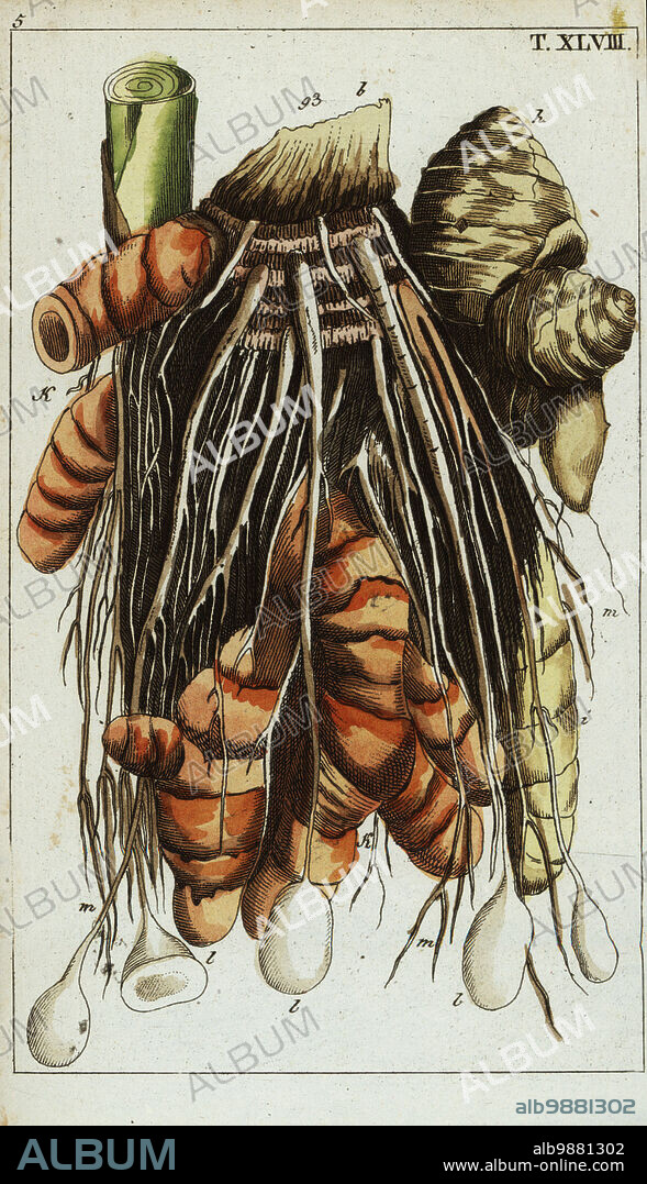 Chinese keys rhizome, Boesenbergia rotunda. Fingerroot, lesser galangal or Chinese ginger (Curcuma rotunda). Handcolored copperplate engraving of a botanical illustration from Gottlieb Tobias Wilhelm's Unterhaltungen aus der Naturgeschichte (Encyclopedia of Natural History), Vienna, 1816.