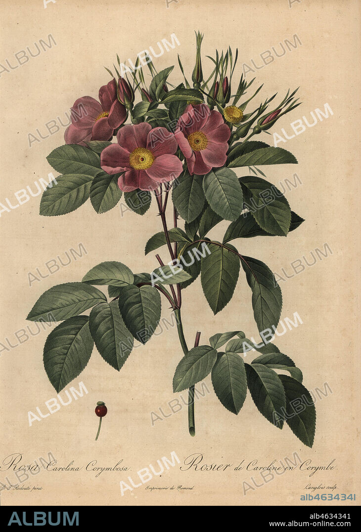 Purple Carolina rose or pasture rose, Rosa carolina corymbosa, Rosier de Caroline en Corymbe. Stipple copperplate engraving by Pierre Gabriel Langlois handcoloured a la poupee after a botanical illustration by Pierre-Joseph Redoute from the first folio edition of Les Roses, Firmin Didot, Paris, 1817.