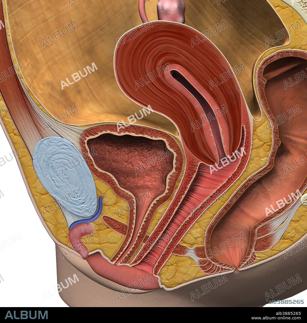 Female reproductive system, sagittal view.