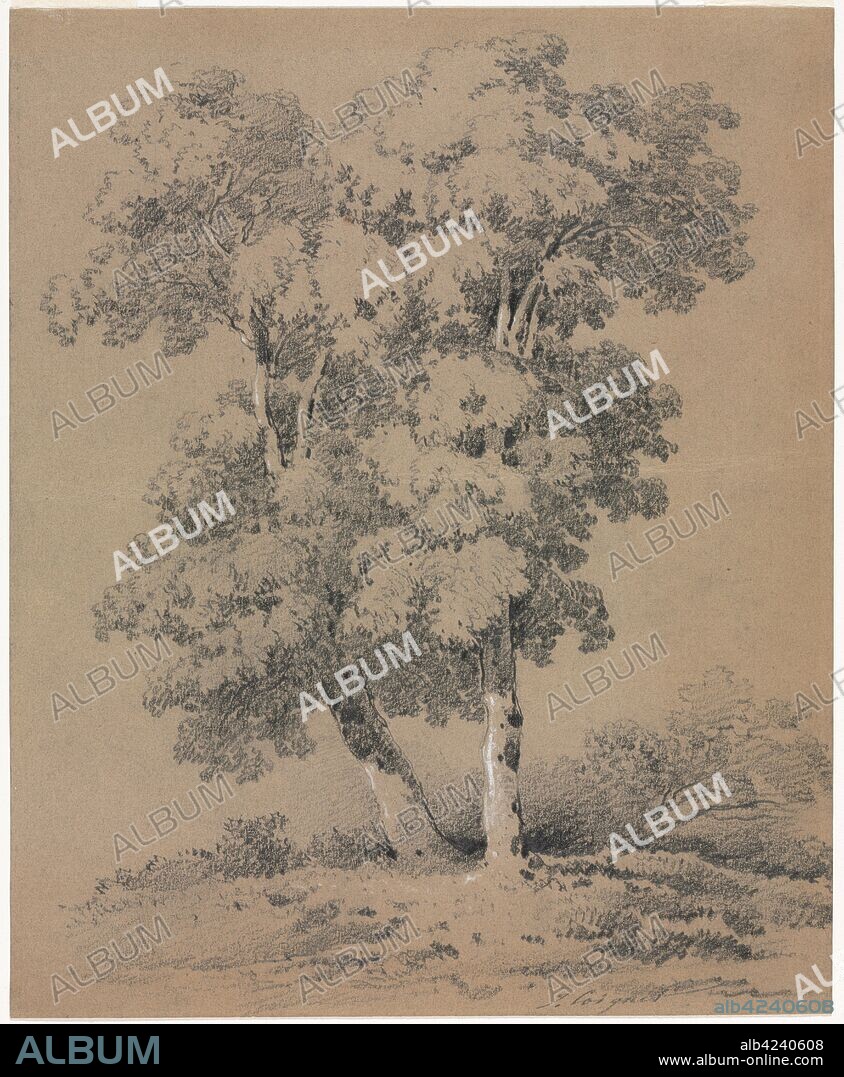 Tree Study, 19th century. Jules Coignet (French, 1798-1860). Graphite with white heightening; sheet: 26.7 x 21.8 cm (10 1/2 x 8 9/16 in.); image: 26.1 x 21.1 cm (10 1/4 x 8 5/16 in.).