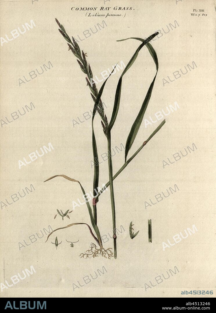 Common Ray Grass (Lolium perenne), Perennial ryegrass, Fig. 13, Pl. XIII, after p. 828, R.W. Dickson: Practical agriculture, or, a complete system of modern husbandry: with the methods of planting, and the management of live stock. Bd. 2. London: printed for Richard Phillips; by R. Taylor and Co., 1805.