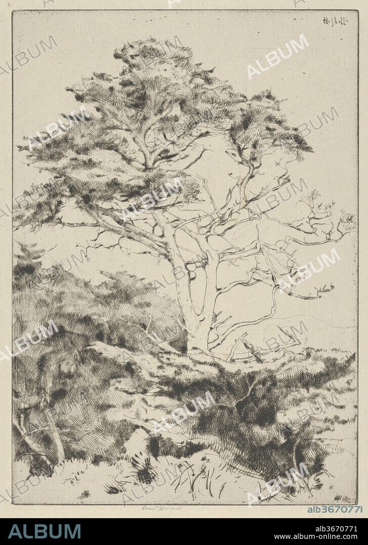 Point Lobos Cypress. Artist: Ernest Haskell (American, Woodstock, Connecticut 1876-1925 West Point, Maine). Dimensions: Sheet: 12 3/8 × 9 1/8 in. (31.5 × 23.1 cm)
Plate: 9 15/16 × 6 15/16 in. (25.3 × 17.7 cm). Date: 1915-25.