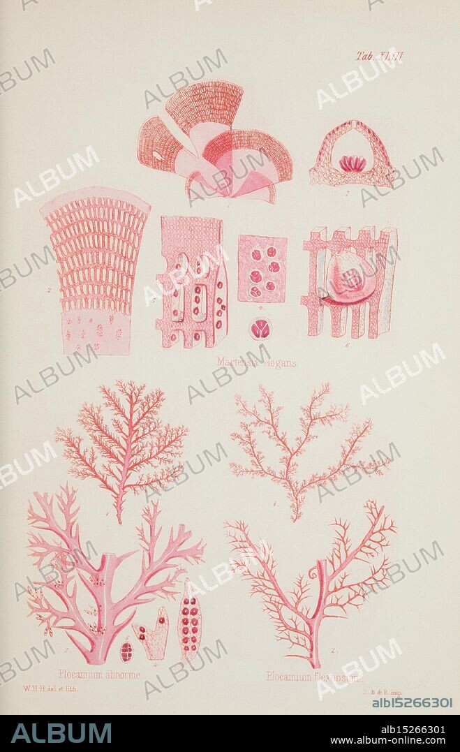 Nereis australis, Algae of the southern ocean, London, Reeve Brothers, 1847-1849, Seaweed, Indian Ocean, Antarctica, Pacific Ocean, Algae, Elegans, Museum Victoria, Marine Algae, Martensia elegans, Plocamium abnorme, William Henry Harvey, Artist , Plocamium flexuosum, Marine Biodiversity, The illustration features a collection of intricate botanical and marine illustrations, showcasing various forms and structures of sea flora and fauna. The upper section displays stylized representations of shells, highlighting their unique shapes and patterns. Below, two distinct types of corals are depicted, illustrating their complex branching forms and textures. Each specimen is labeled with scientific names, emphasizing their diversity. The overall composition reflects a blend of artistic detail and scientific observation, capturing the beauty and complexity of marine life.