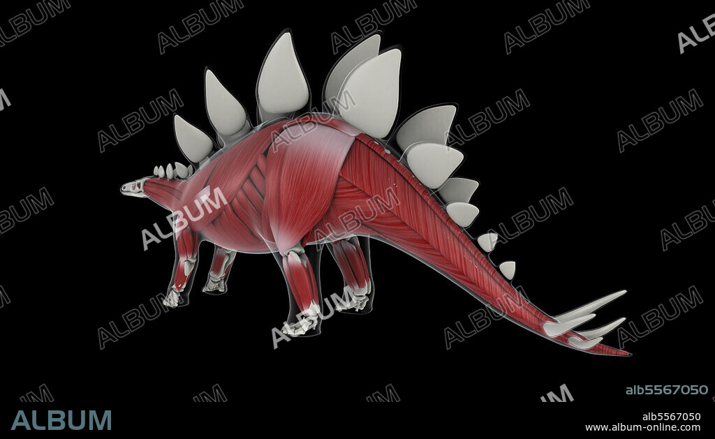 Muscular system of a Stegosaurus dinosaur.